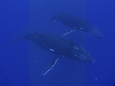 Humpback mother and calf underwater, Tonga Humpback mother and calf underwater, Vavau, Tonga