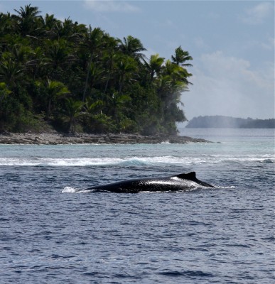 Humpback whale, Vavau Humpback whale in Tonga