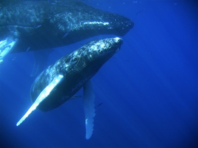 Humpback whale and her calf