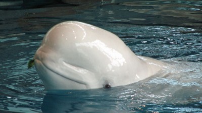 Canaries of the Sea Beluga Whale