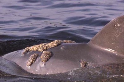 Dolphin with Tumors Lobomycosis