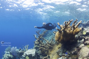 Silver Bank coral reef