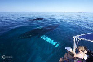 Humpback Whales and Watchers in Calm Seas Whale Watchers observe a mother humpback whale and her calf in calm waters