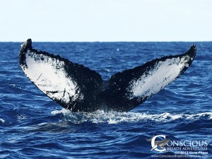 Humpback whale fluke