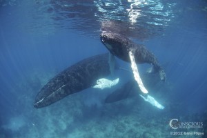 Three humpback whales on the Silver Bank The mother and her calf and escort rest in the reef of the Silver Bank