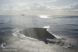 An escort humpback whale jockeys for position An escort humpback whale jockeys for position