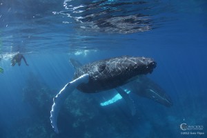 While swimming with whales a humpback whale calf approaches for a closer look A humpback whale calf approaches for a closer look