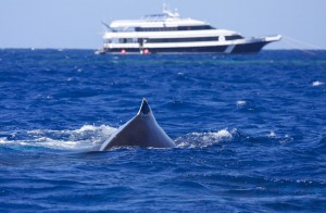 Humpback whale near a boat moored on the Silver Bank