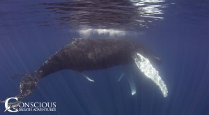 Penis extrusion in a humpback whale on the Silver Bank