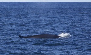 A fin whale on Jeffrey's Ledge