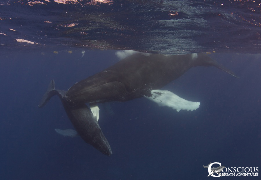 TW and her calf