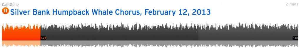 Humpback Whale Chorus, Feb 12, 2013