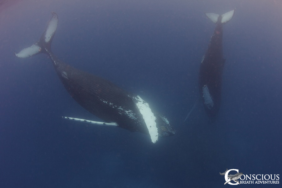 Dancing whales on the Silve Bank