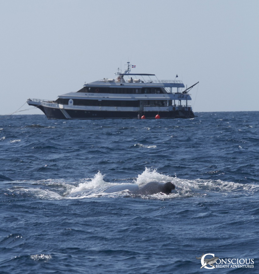 Humpback whale in the Silver Bank anchorage