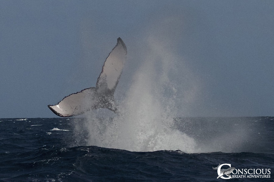 A peduncle throw of an adult humpback whale