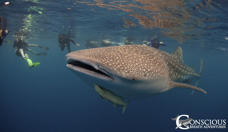 Whaleshark