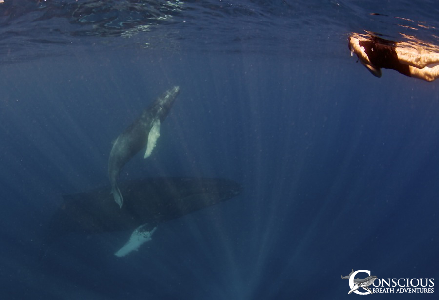 Humpback mother, calf & swimmer