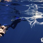 Swimmers look at a blob of humpback whale milk