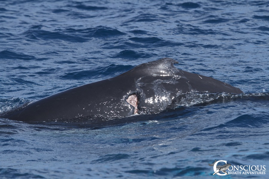 Unusual scarring and a wound on a humpback whale calf