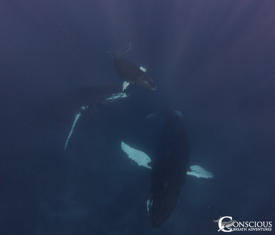 Mother, calf and escort socialize in the reef