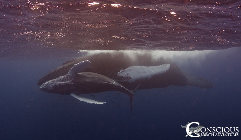 A mother humpback whale and her calf