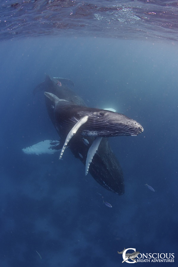 A mother humpback whale introduces her calf
