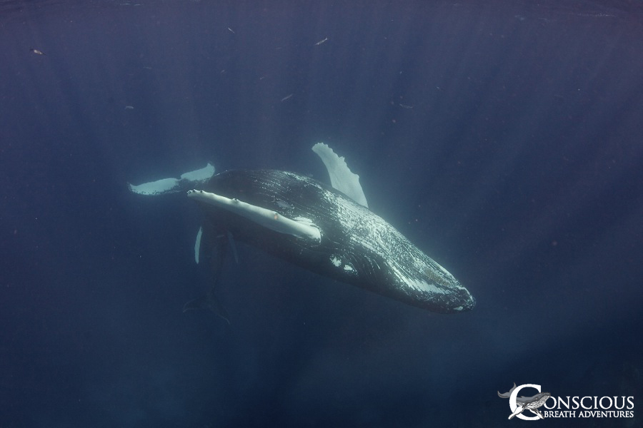 A very unusual behavior: a humpback whale sleeping in an inverted position