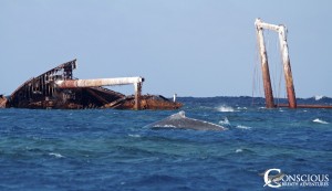 The escort with the rake marks swims near the Wreck of the Polyxeni