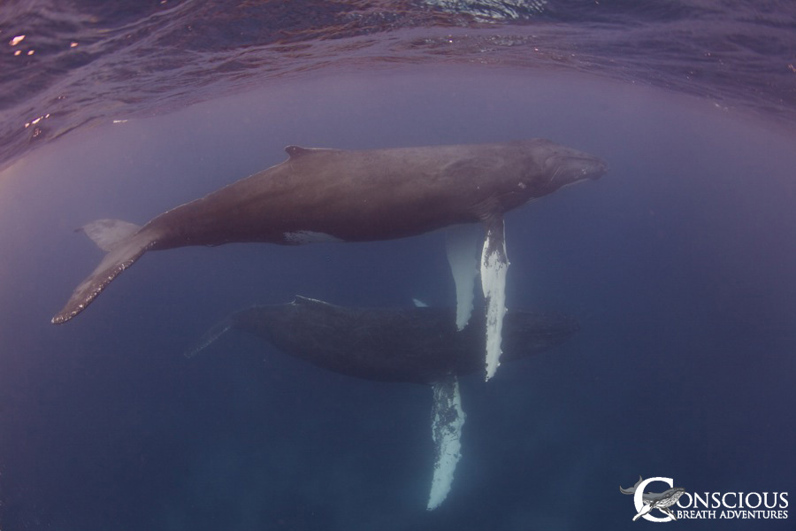 The Humpback Whale Couple 1