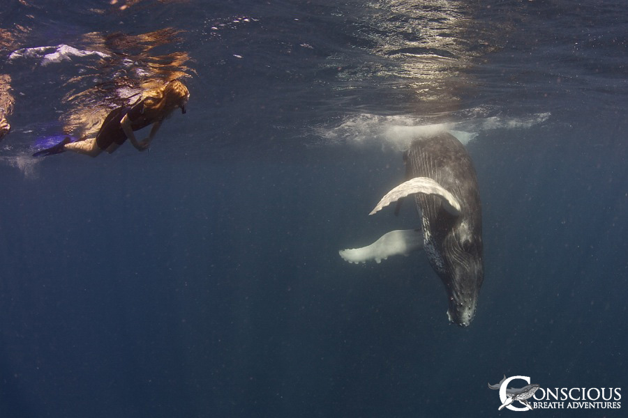 emale humpback whale calf