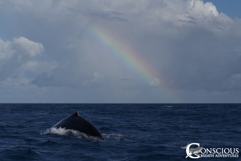 Rowdies under the rainbow
