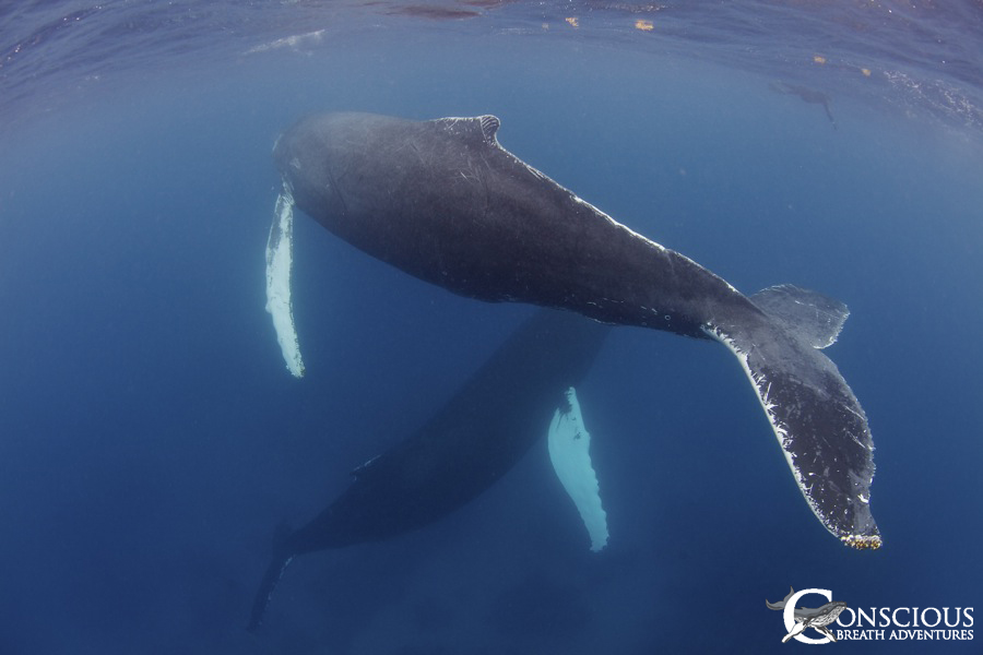 Female humpback and her dedicated escort