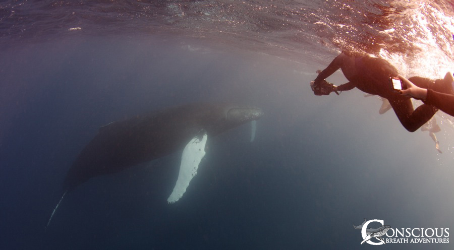 A whale of a photo op
