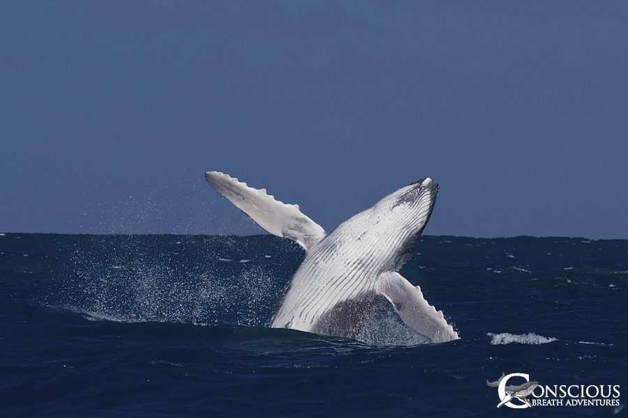 A breaching humpback whale calf shows off its skills
