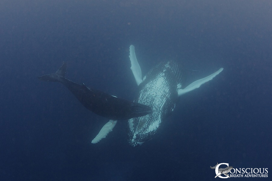The mother humpback with the unusual sleeping behavior returns