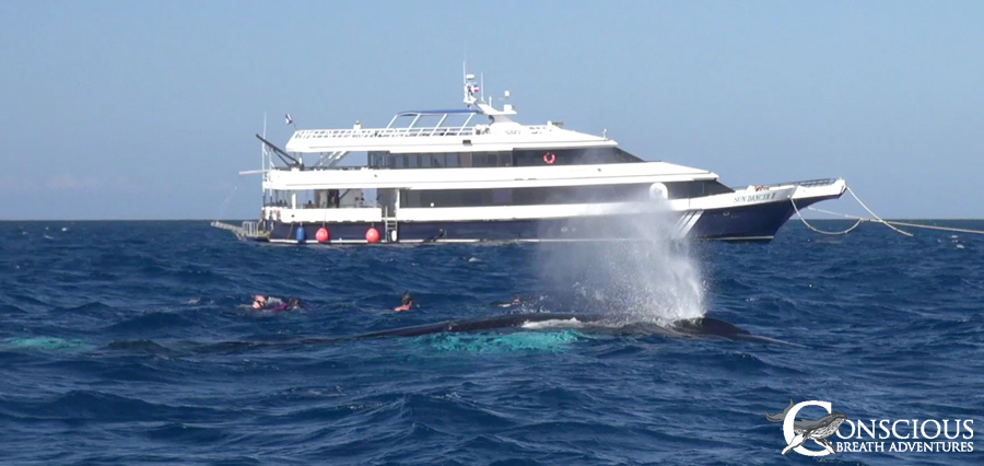 Whales in the anchorage