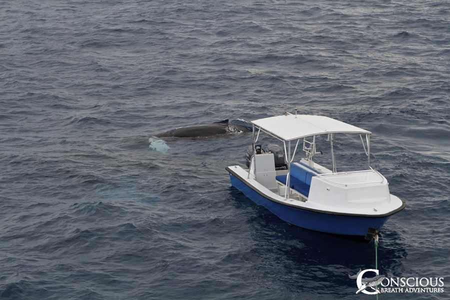 A calf plays with our boat, Fluke