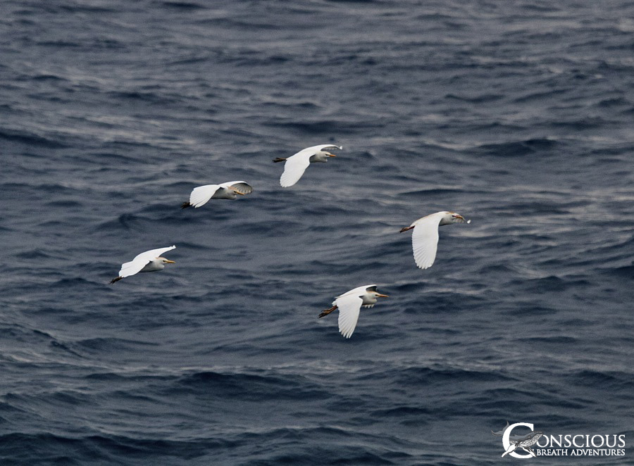 Wayward cattle egrets visit the anchorage
