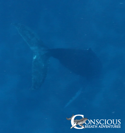 A singing humpback whale