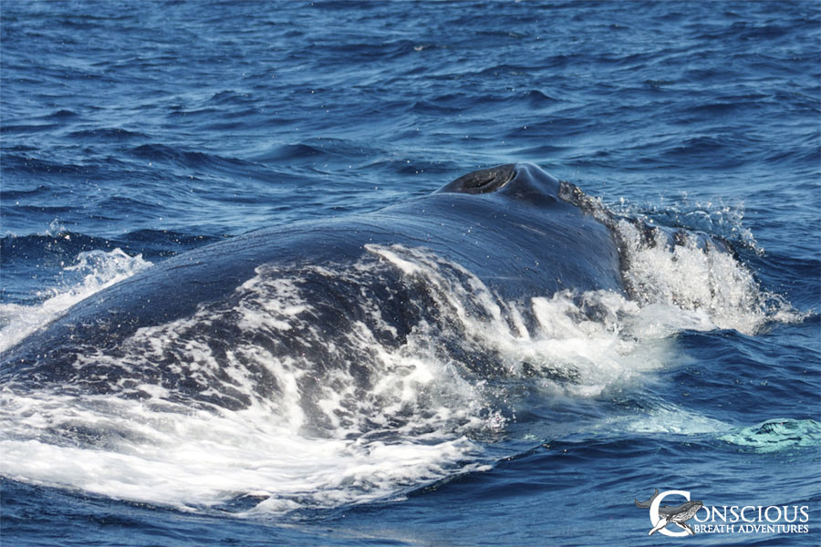 A rowdy whale blows hard at the surface