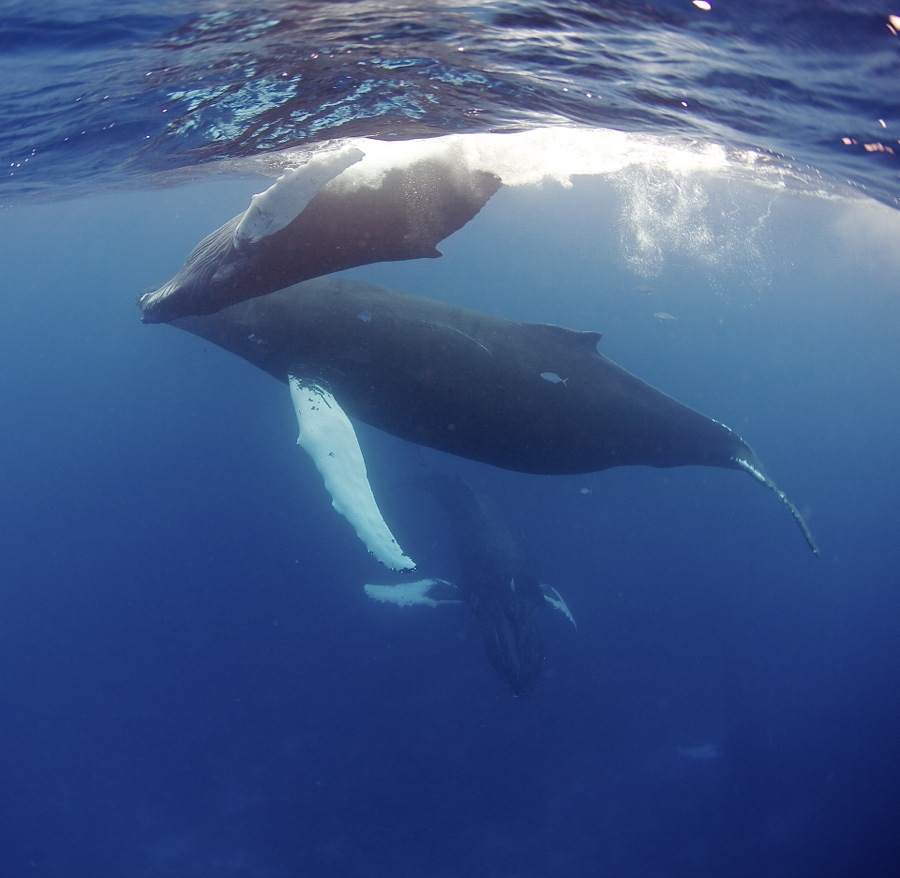 Four humpback whales at once