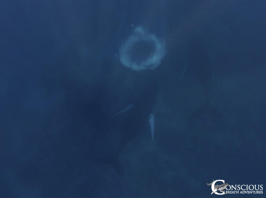 A humpback whale calf with an injured fluke