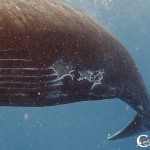The injured flank of a humpback whale calf