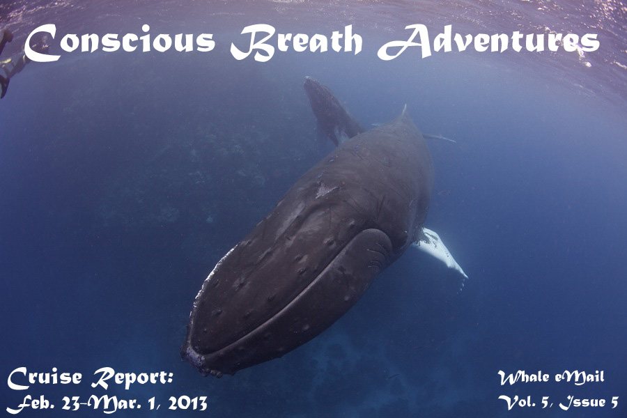 Conscious Breath Adventures' Cruise Report: week 5, Feb. 23-Mar. 1, 2013