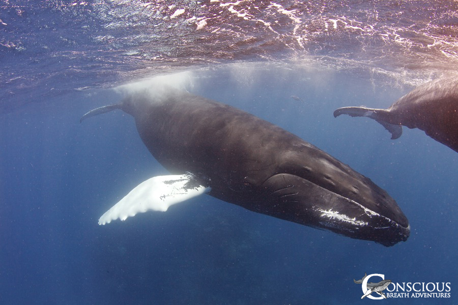 The mother humpback whale we call "TW"and her calf on the Silver Bank