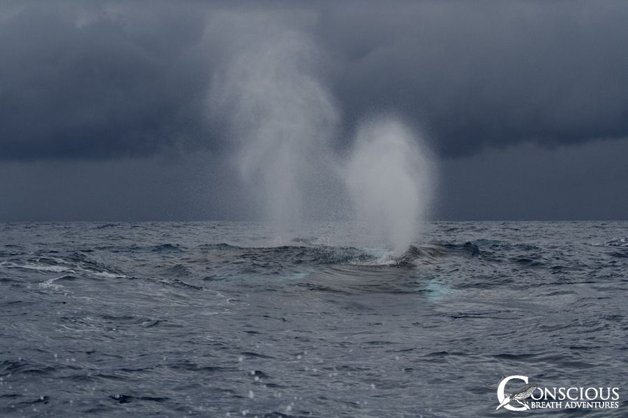 Whaleswimmers practicing their best technique
