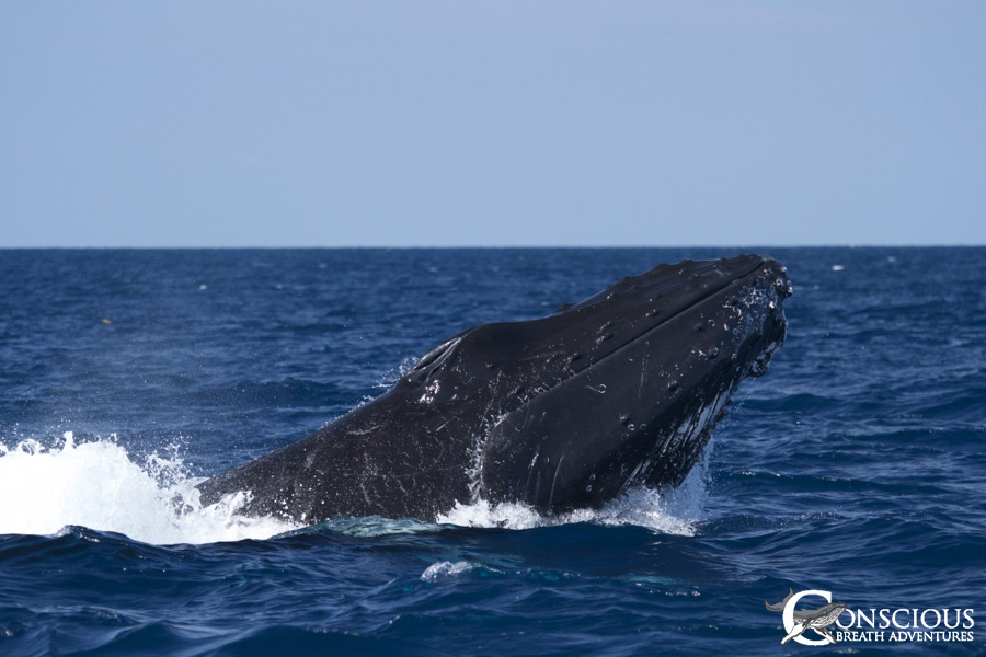 The rowdy escort lunges as a threat display
