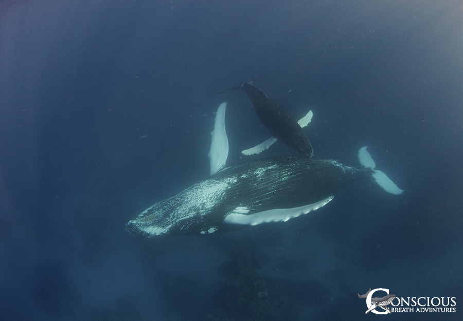 A female humpback whale sleeps in an inverted position