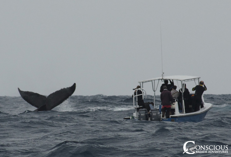 The escort shows off his fluke