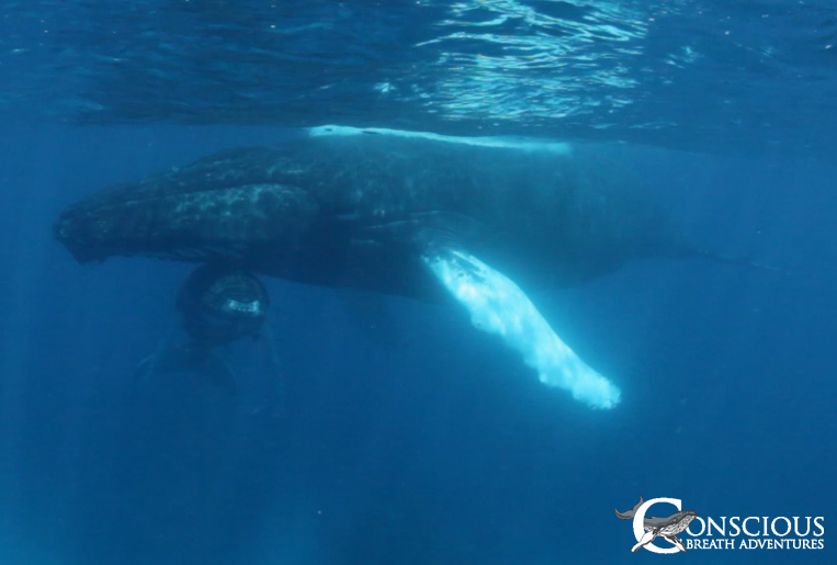 Relaxed mother humpback and her calfthursday-pm